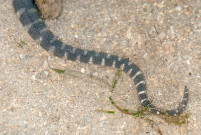 DSC_2318.jpg