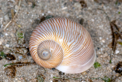 DSC_2330.jpg