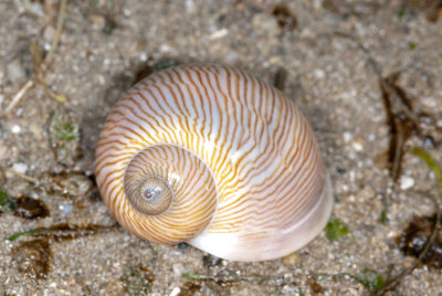 DSC_2331.jpg