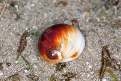 DSC_2332.jpg