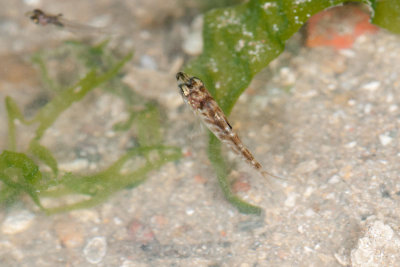 DSC_2388.jpg