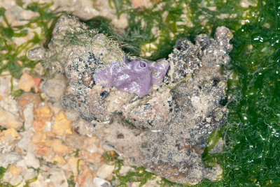 DSC_2391.jpg