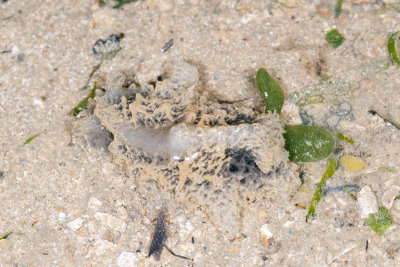 DSC_2403.jpg