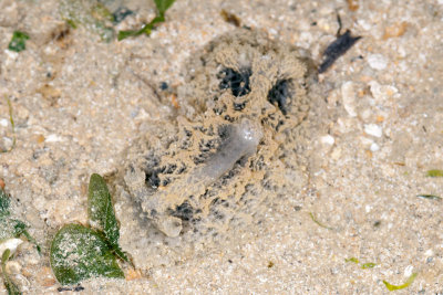 DSC_2407.jpg