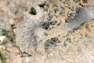 DSC_2409.jpg
