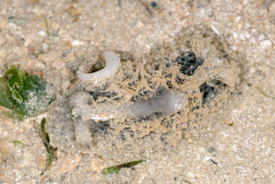 DSC_2410.jpg