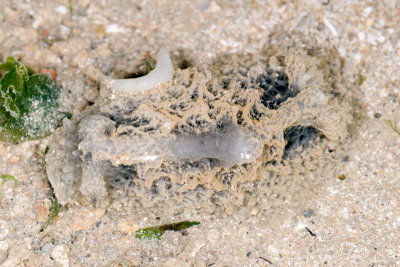 DSC_2411.jpg