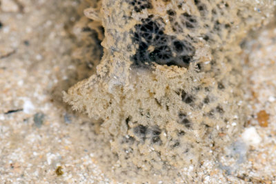 DSC_2412.jpg