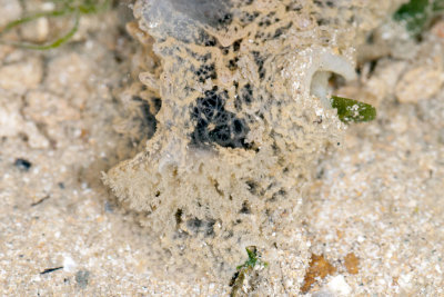 DSC_2414.jpg