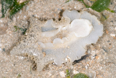 DSC_2416.jpg