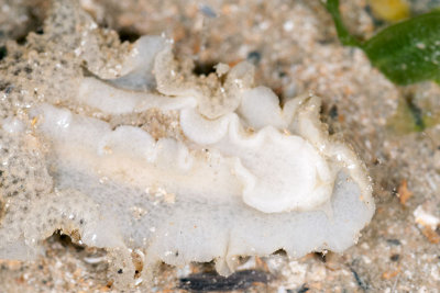 DSC_2417.jpg