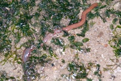 DSC_2420.jpg