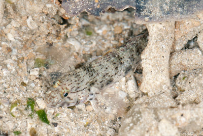 DSC_2432.jpg