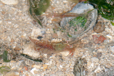 DSC_2434.jpg