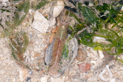 DSC_2436.jpg