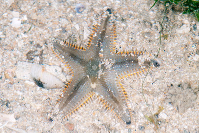 DSC_2450.jpg