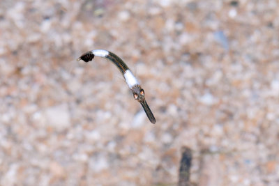 DSC_2451.jpg