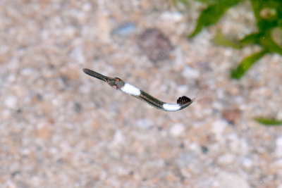 DSC_2452.jpg