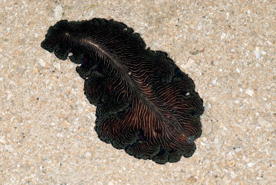 DSC_2456.jpg
