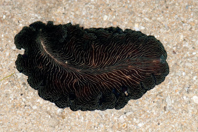 DSC_2460.jpg