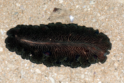 DSC_2463.jpg