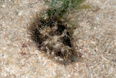 DSC_2465.jpg