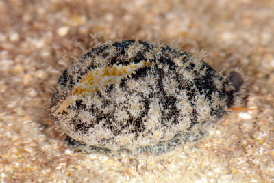 DSC_2472.jpg