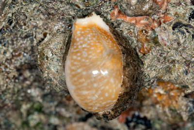 DSC_2483.jpg