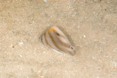 DSC_2494.jpg