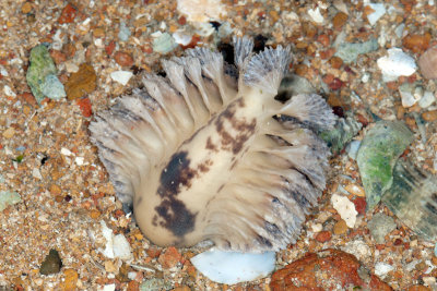 DSC_2518.jpg