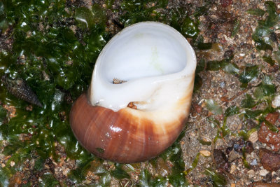DSC_2531.jpg
