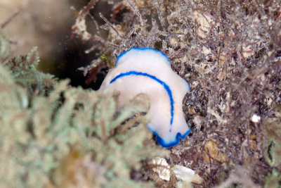 DSC_2633.jpg