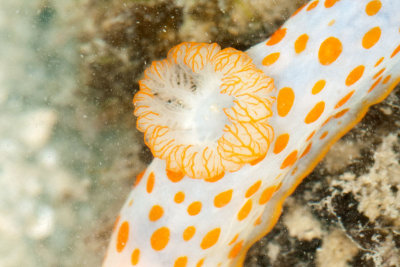 DSC_2659.jpg