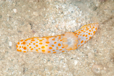 DSC_2666.jpg