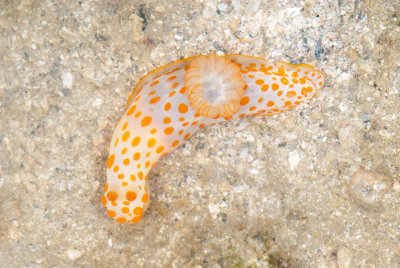 DSC_2668.jpg