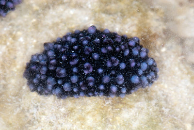 DSC_2670.jpg