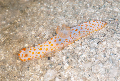 DSC_2675.jpg