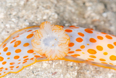 DSC_2677.jpg