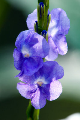 DSC_0633.jpg