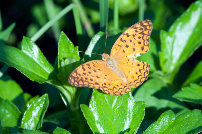 DSC_0636.jpg
