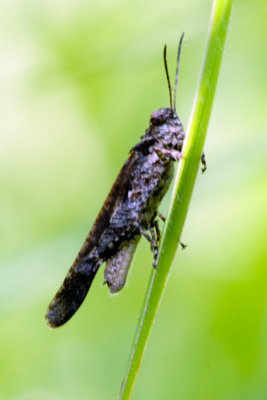 DSC_0649.jpg