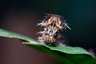 DSC_0704.jpg
