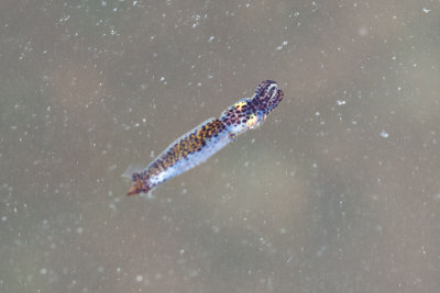 DSC_2929.jpg