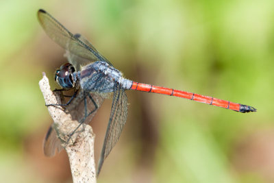 Anisoptera
