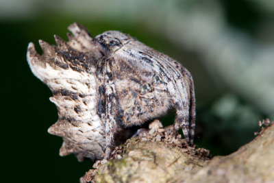 DSC_3209.jpg