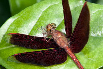 DSC_3258.jpg
