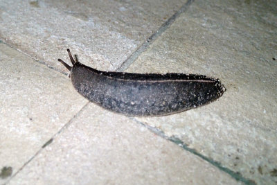 PB061842.jpg