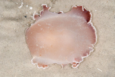 DSC_3604.jpg