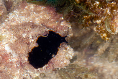 DSC_3736.jpg