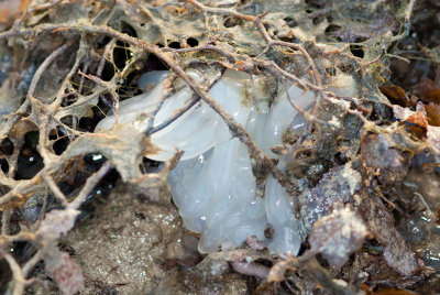 DSC_3762.jpg